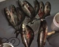 great catches 172 20200324