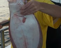 great catches 254 20200324