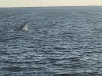 great catches 57 20200324