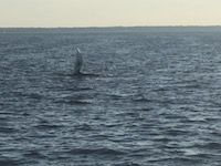 great catches 58 20200324